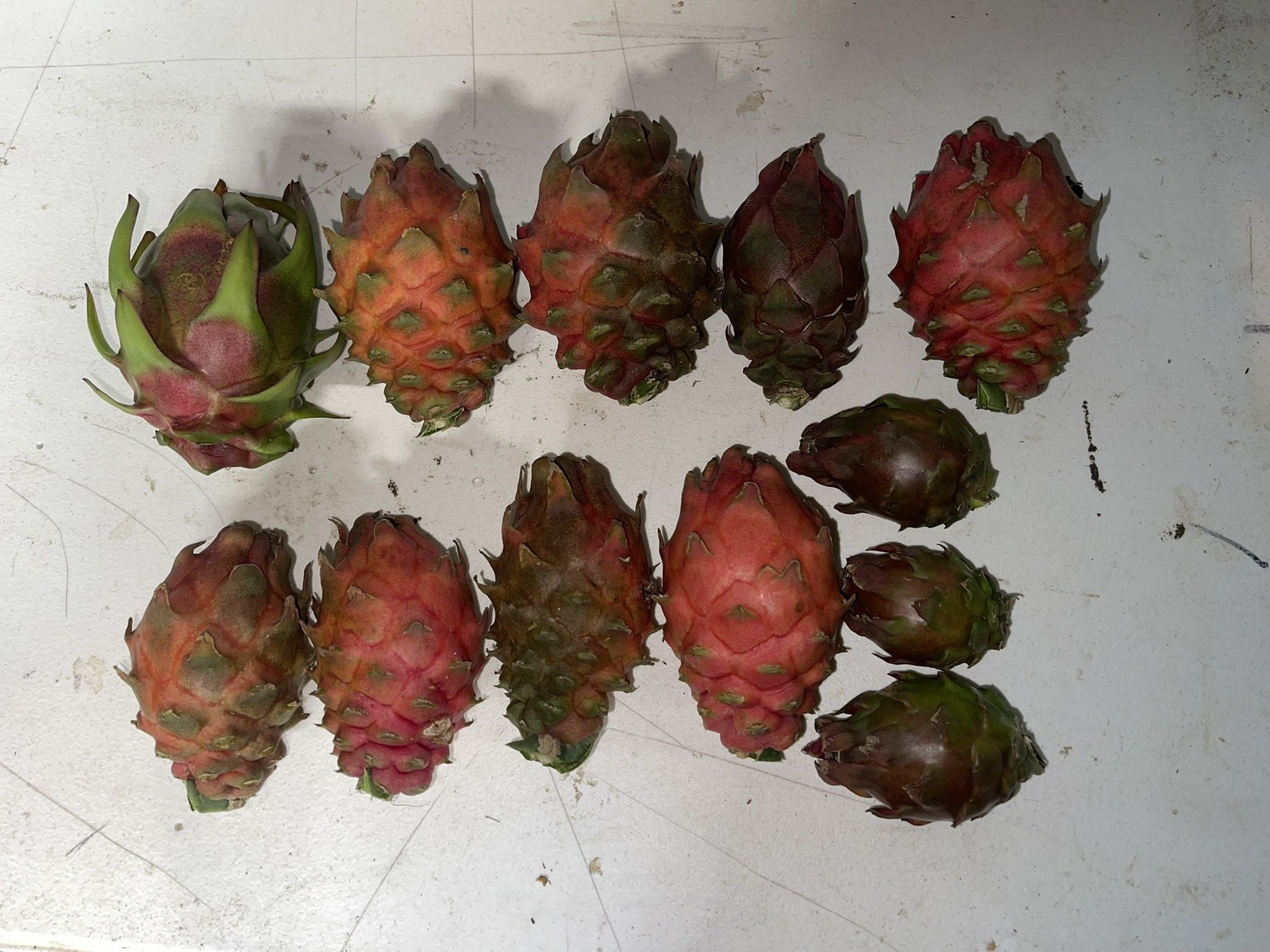 MEGALANTHUS Bundle, Diego’s DK, Desert weed, Frankie’s Red, Ohana Express, DK!!!