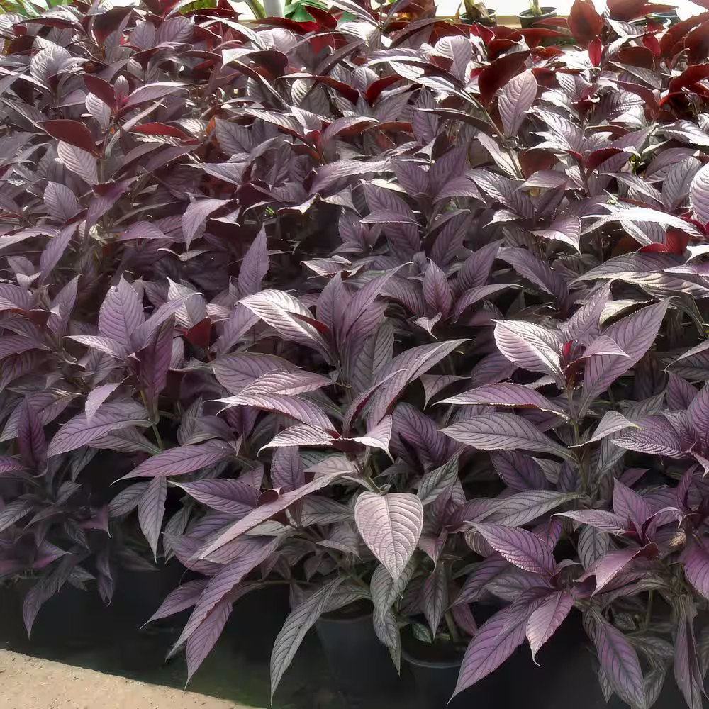 4 In. Persian Shield Purple Bloom Strobilanthes Plant (16-Pack)