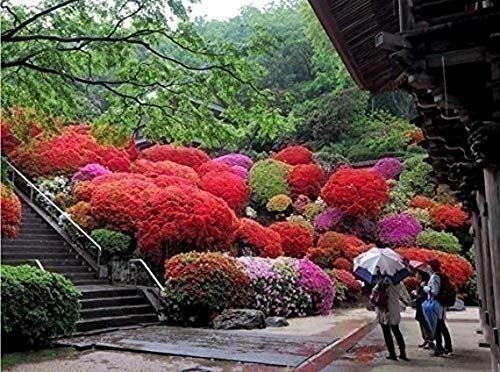 Azalea Prize | 2 Inch | Rhododendron | Spring Blooms | Evergreen Shrub Flowering