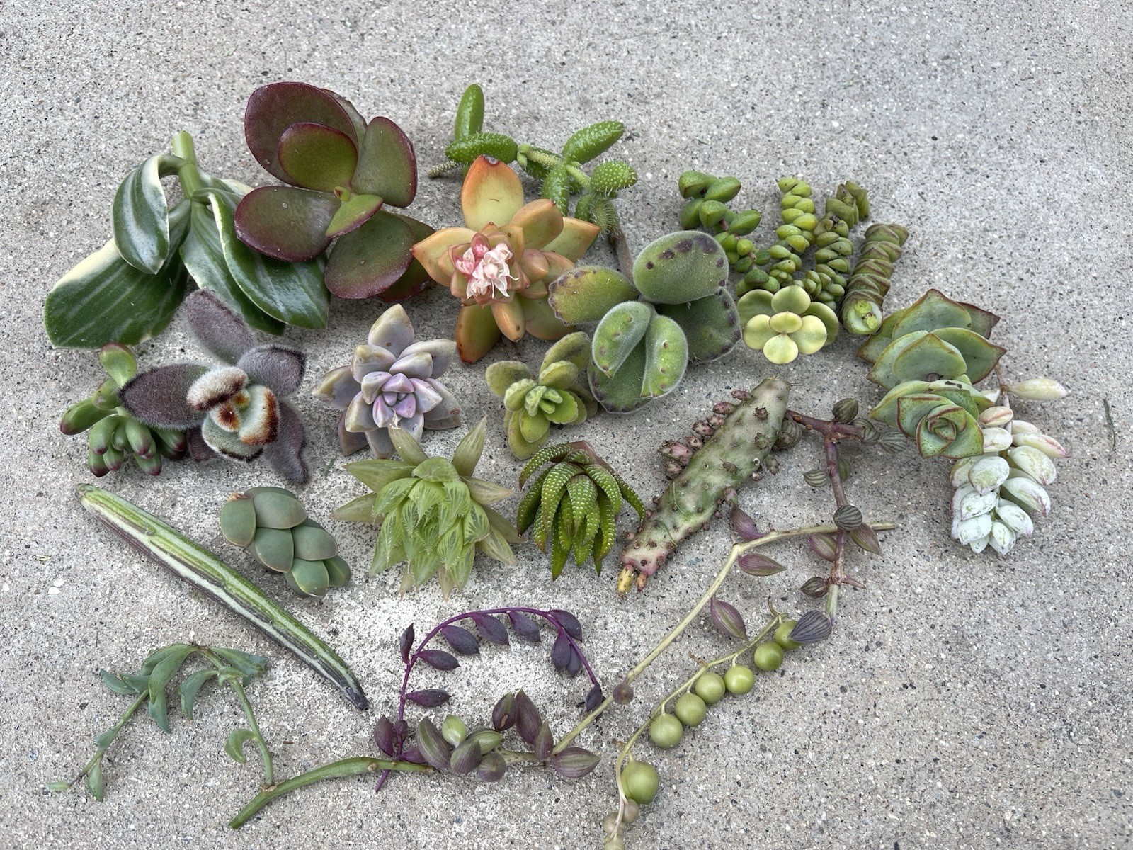 25 Assorted Succulent Cuttings | FREE SHIPPING