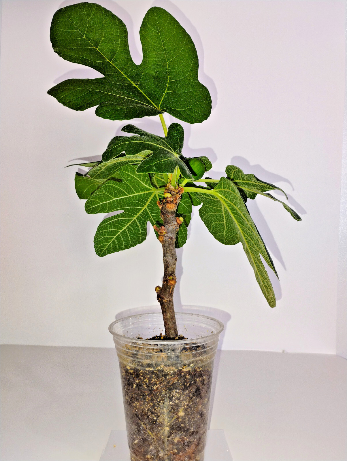 Italian 258 Fig Tree (Ficus Caric): 1 Healthy Cultivar 9″to 12″ H. & 5″-7″ W.
