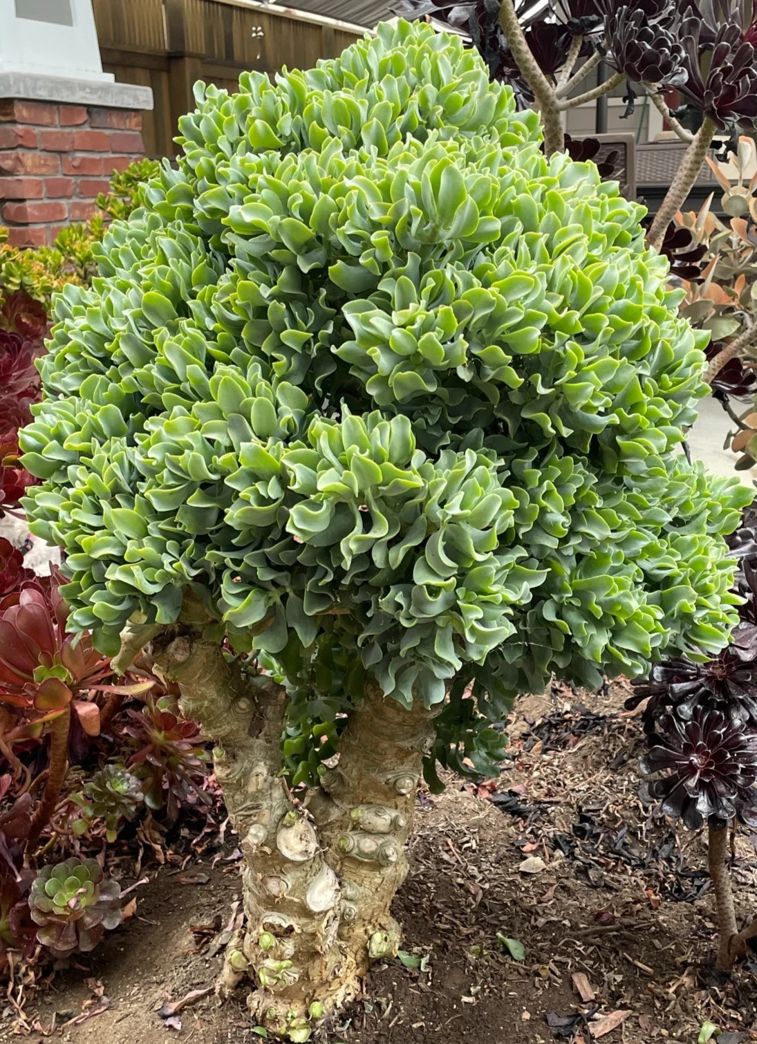 Ripple Wavy Jade Plant Rooted or Unrooted You Choose Crassula Undulatifolia