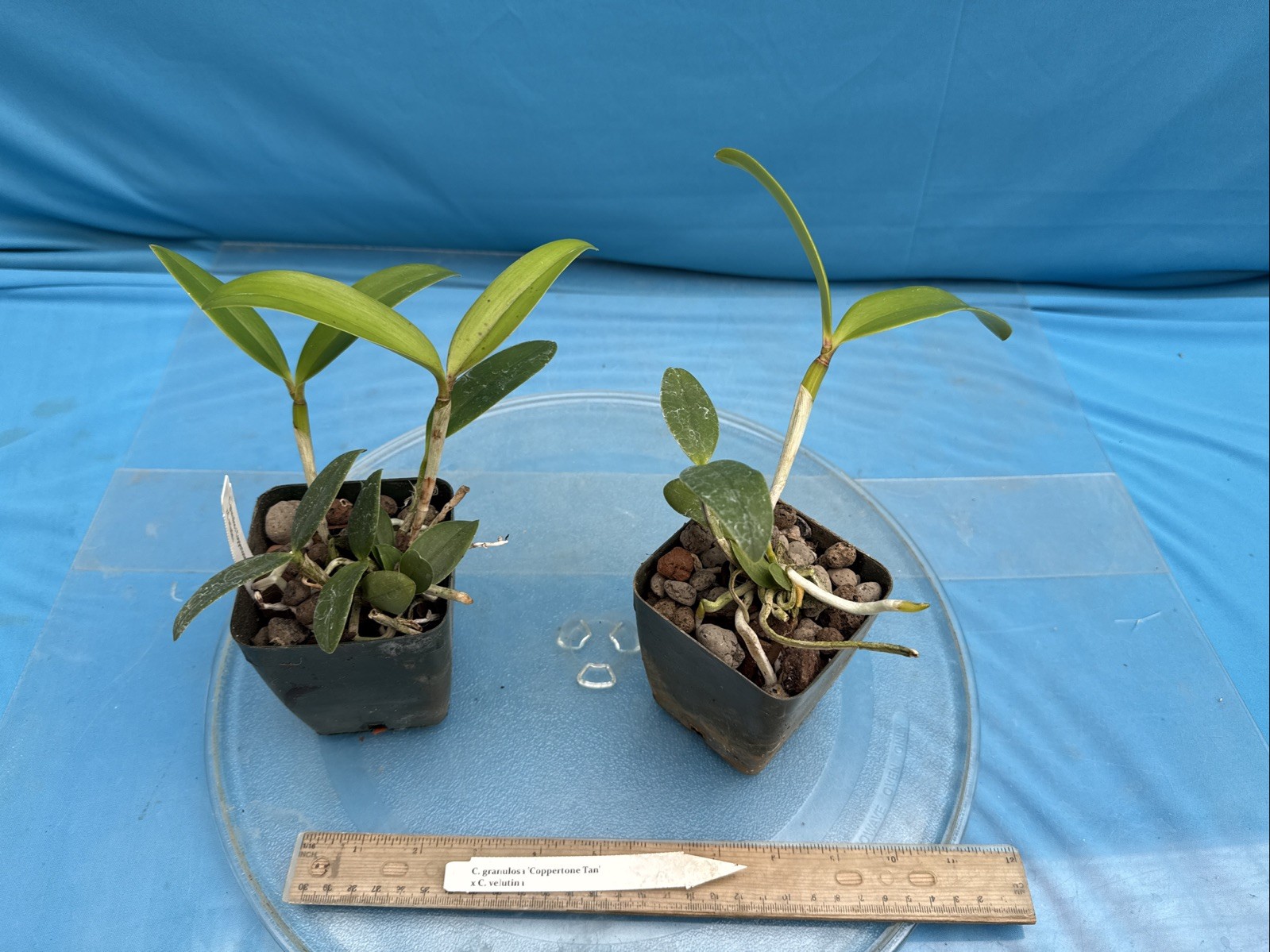 Cattleya granulosa ‘Coppertone Tan’ X velutina Spotty Orchid Eros Hybrid 4” Pot