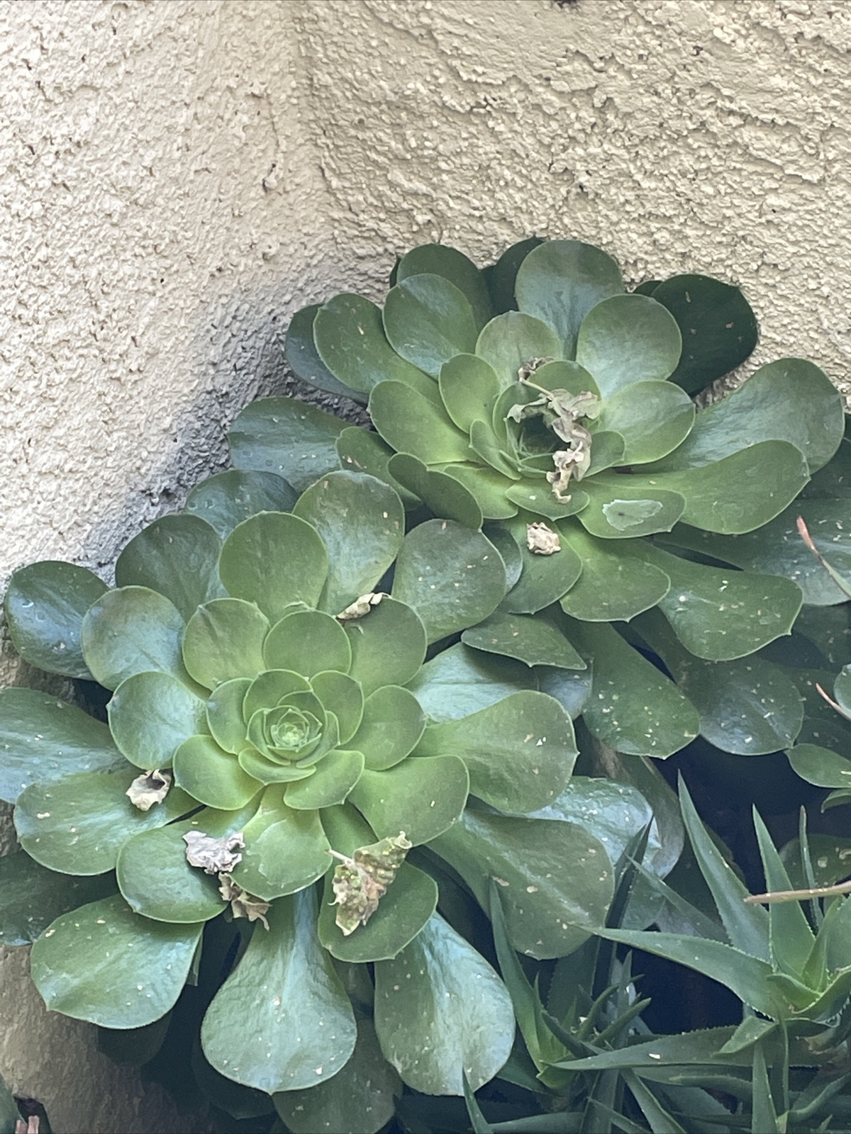 Extra Large size Healthy Fresh Green Aeonium Succulent Rosettes Saucer plants