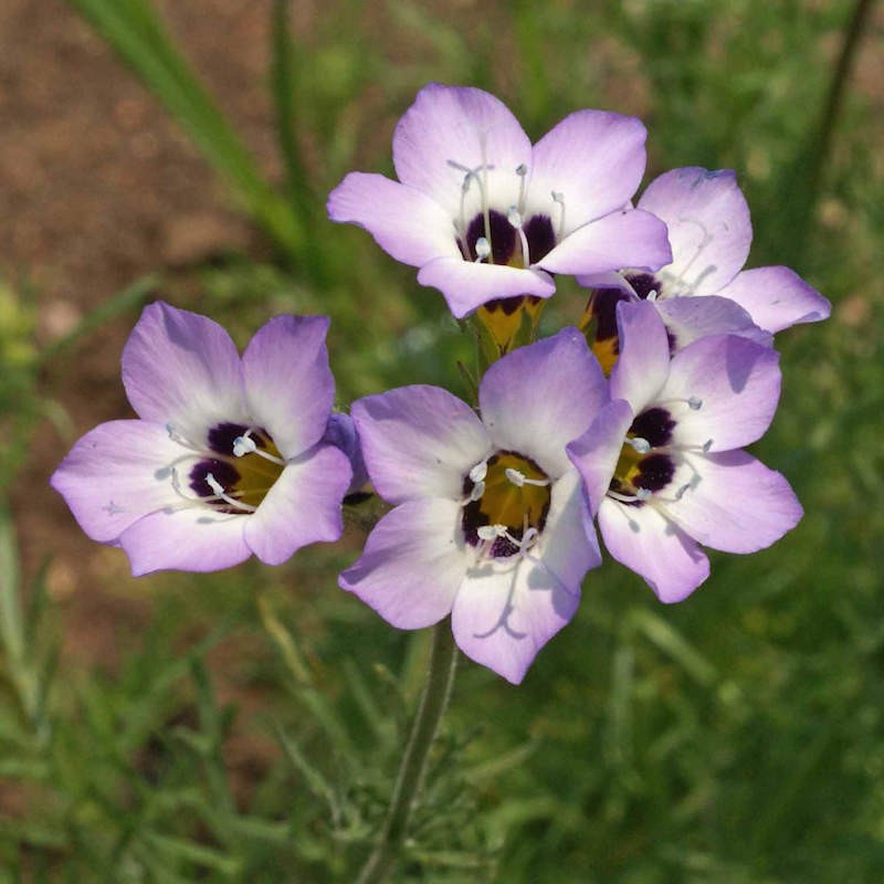 Gila Tricolor Bird’s Eye 1000 Seeds Free Shipping!