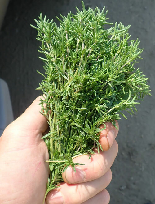 SUMMER SAVORY 300+ SEEDS ORGANIC CULINARY HERB (Satureja Hortensis)