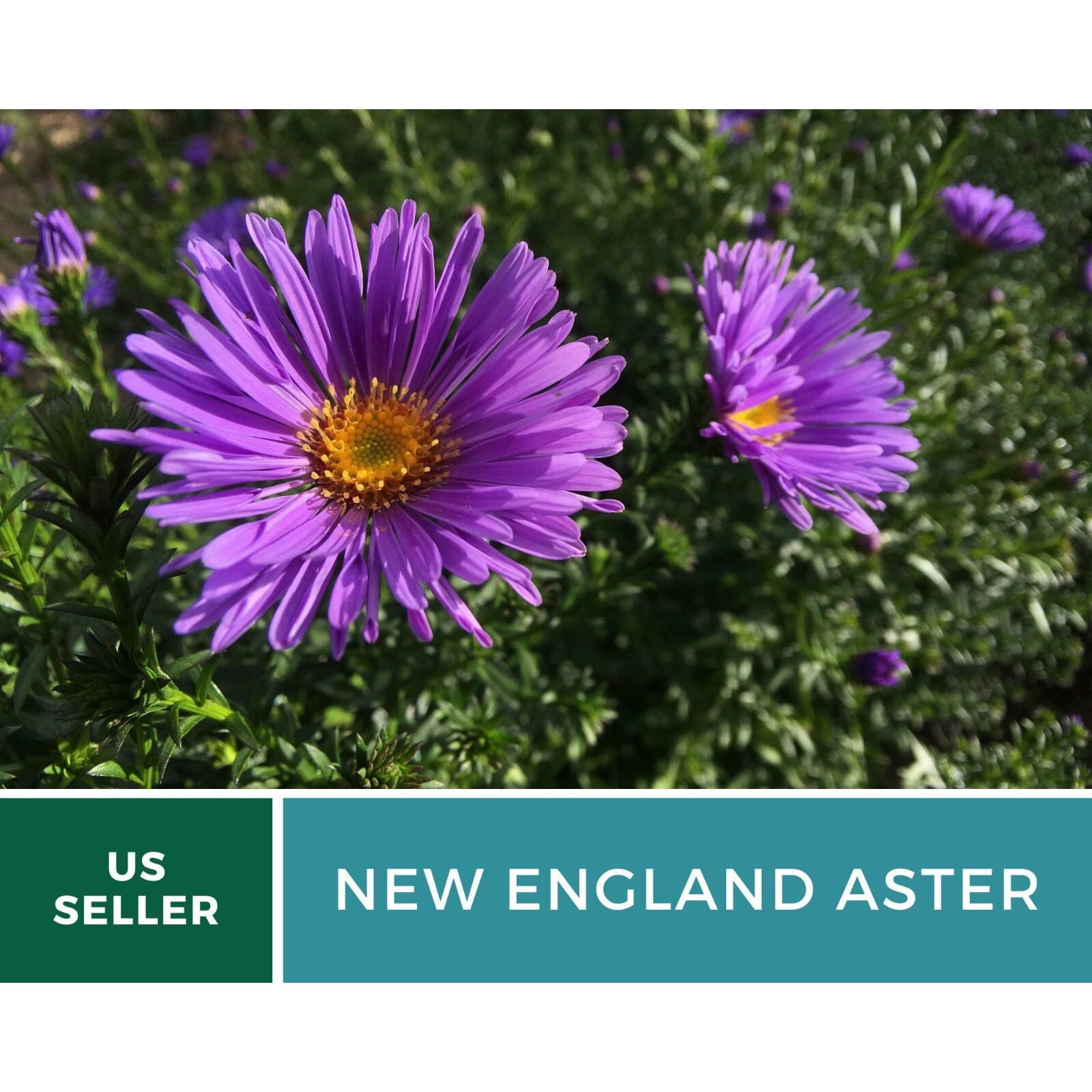 Aster, New England – 200 Seeds – Easy to Grow (Aster novae-angliae)