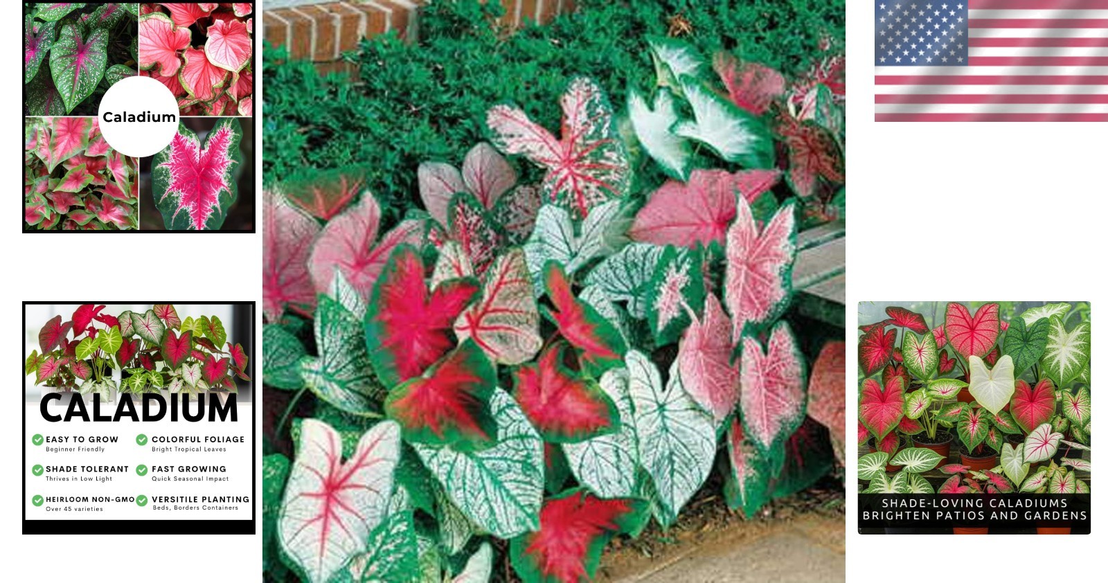 10 Count Caladium Bulbs – Easy Perennial Plants with Bold Color for Any Setting