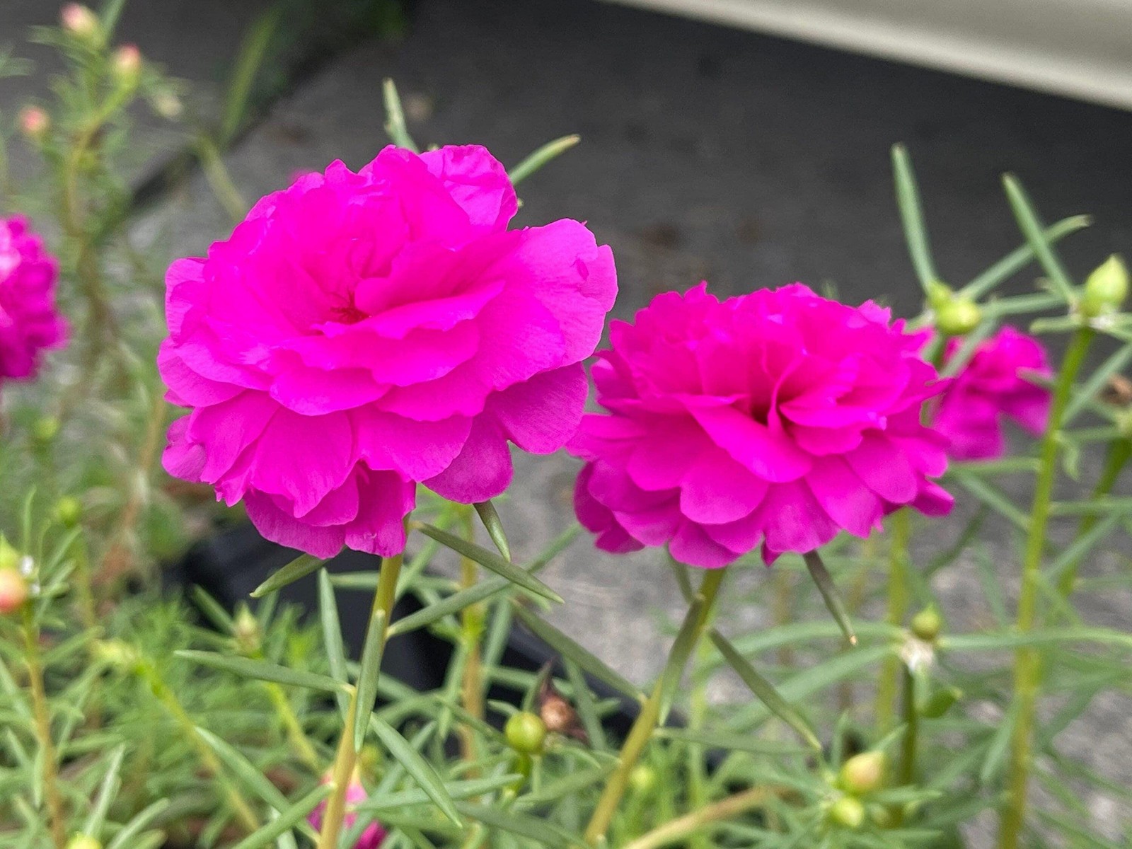 PURPLE DOUBLE Massive Bloom – Portulaca Moss Rose – US Seller
