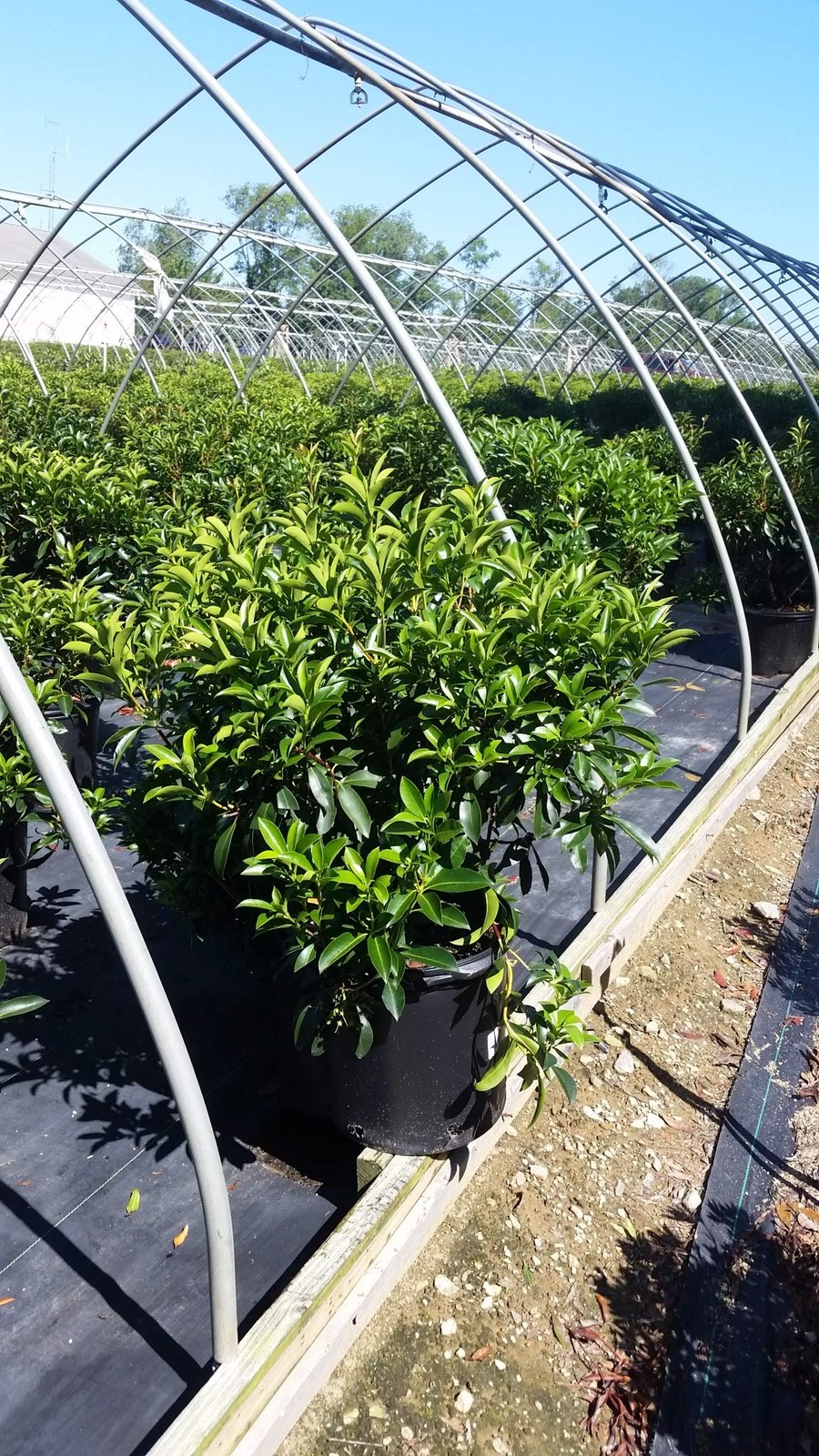 Green Promise Farms Kalmia Lat. Carousel Mountain Laurel Evergreen White