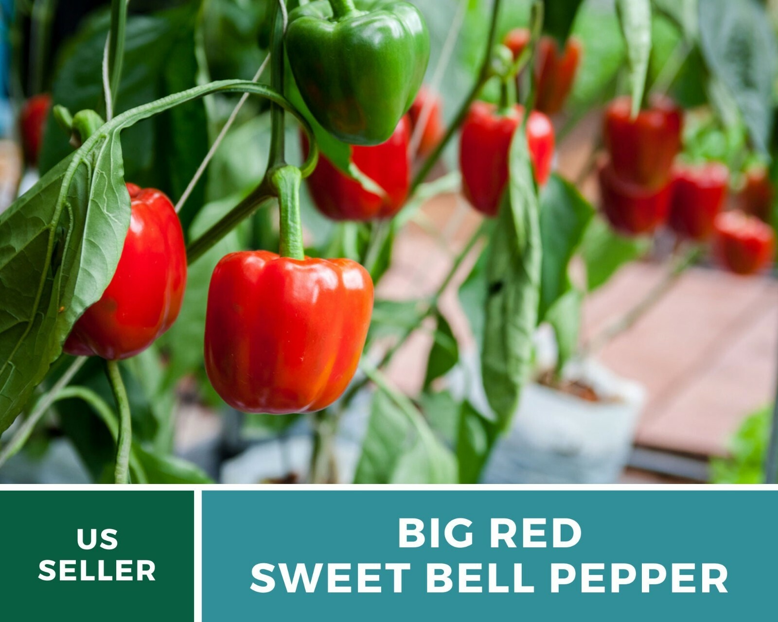 Pepper, Big Red Sweet Bell – 30 Seeds – Easy to Grow – Heirloom – GMO Free (Caps