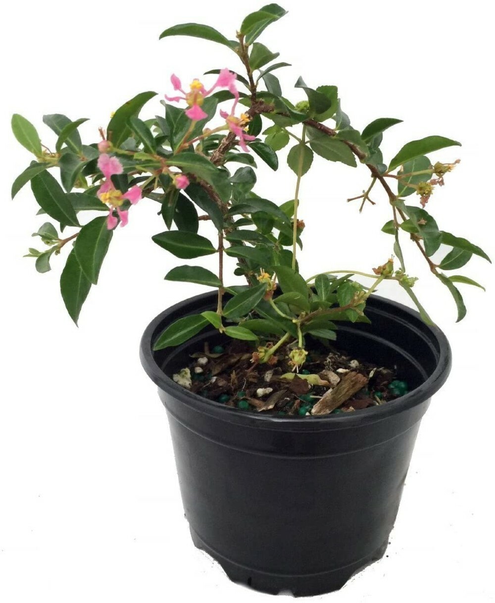 Malpighia Emarginata Barbados Cherry Plant Houseplant Indoors Outdoor 4″ Pot