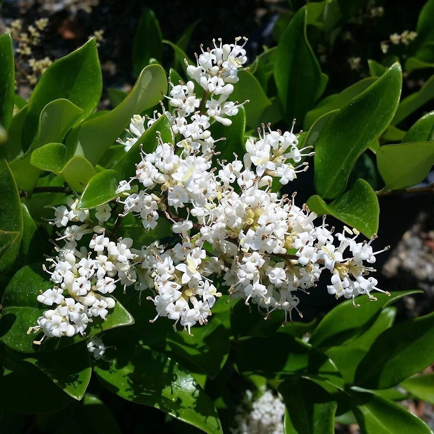 Ligustrum Waxleaf Privet | Quart | Ligustrum japonicum | Low Maintenance | Hardy