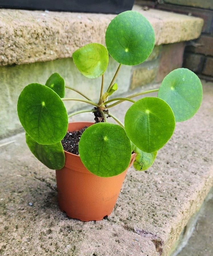 Pilea Peperomioides UFO Plant Chinese Money Houseplant Peperomia Pancake