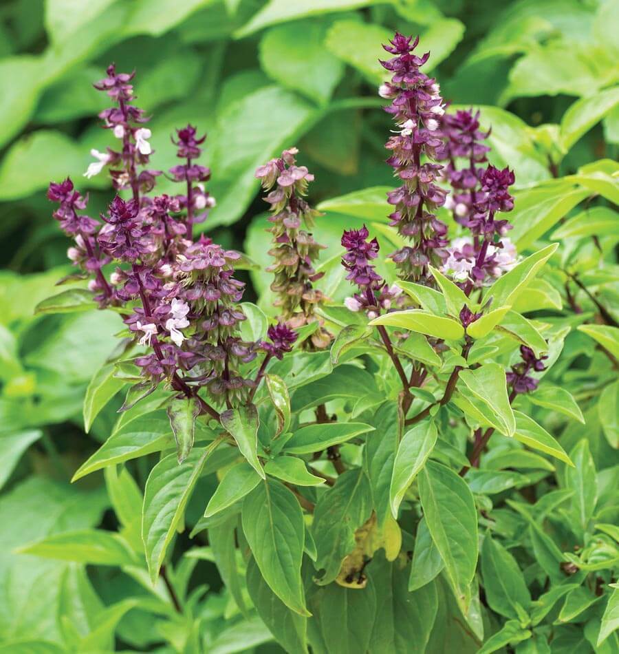 Persian Basil Seeds 250+ Black Licorice Herb Ocimum Basilicum USA FREE SHIPPING