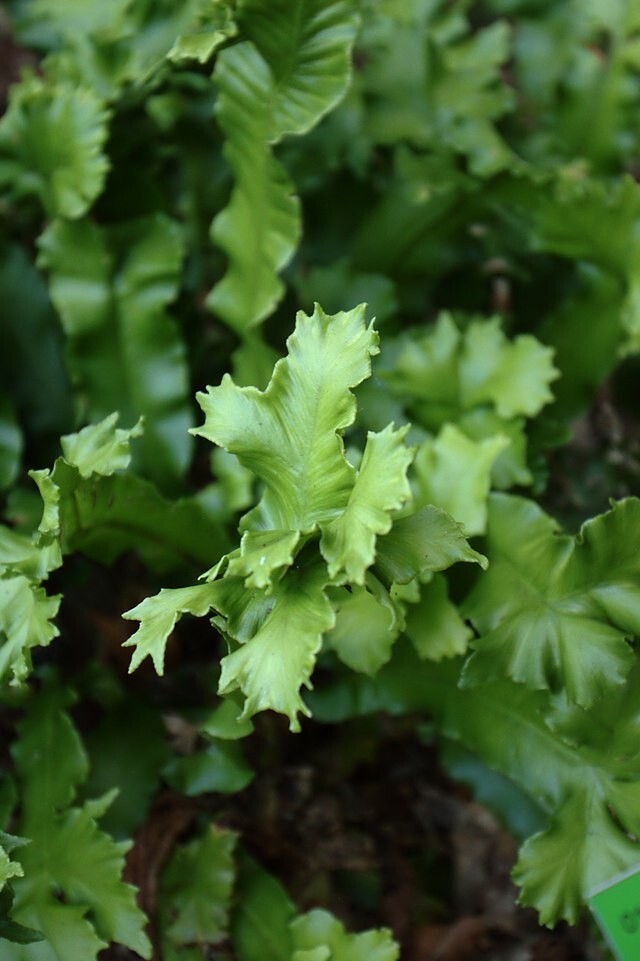 CRESTED TONGUE FERN 1000 SPORES (SEEDS) COLD HARDY mariesgreengarden