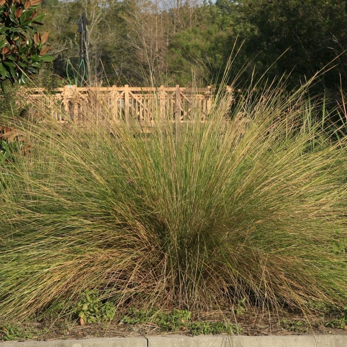 Sand Cord Grass I Large Gallon Size Plant I Spartina Bakeri I Live Plants,…
