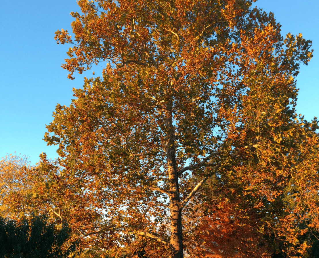 Live American Sycamore Plant (Platanus occidentalis) – Quart Pot (10–12″ Tall)