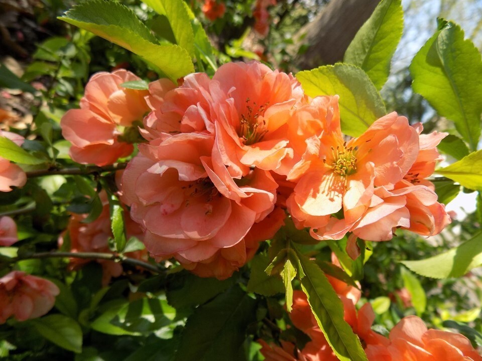 Chaenomeles Speciosa “Cameo” (Peach Flowering Quince) Rooted Plant