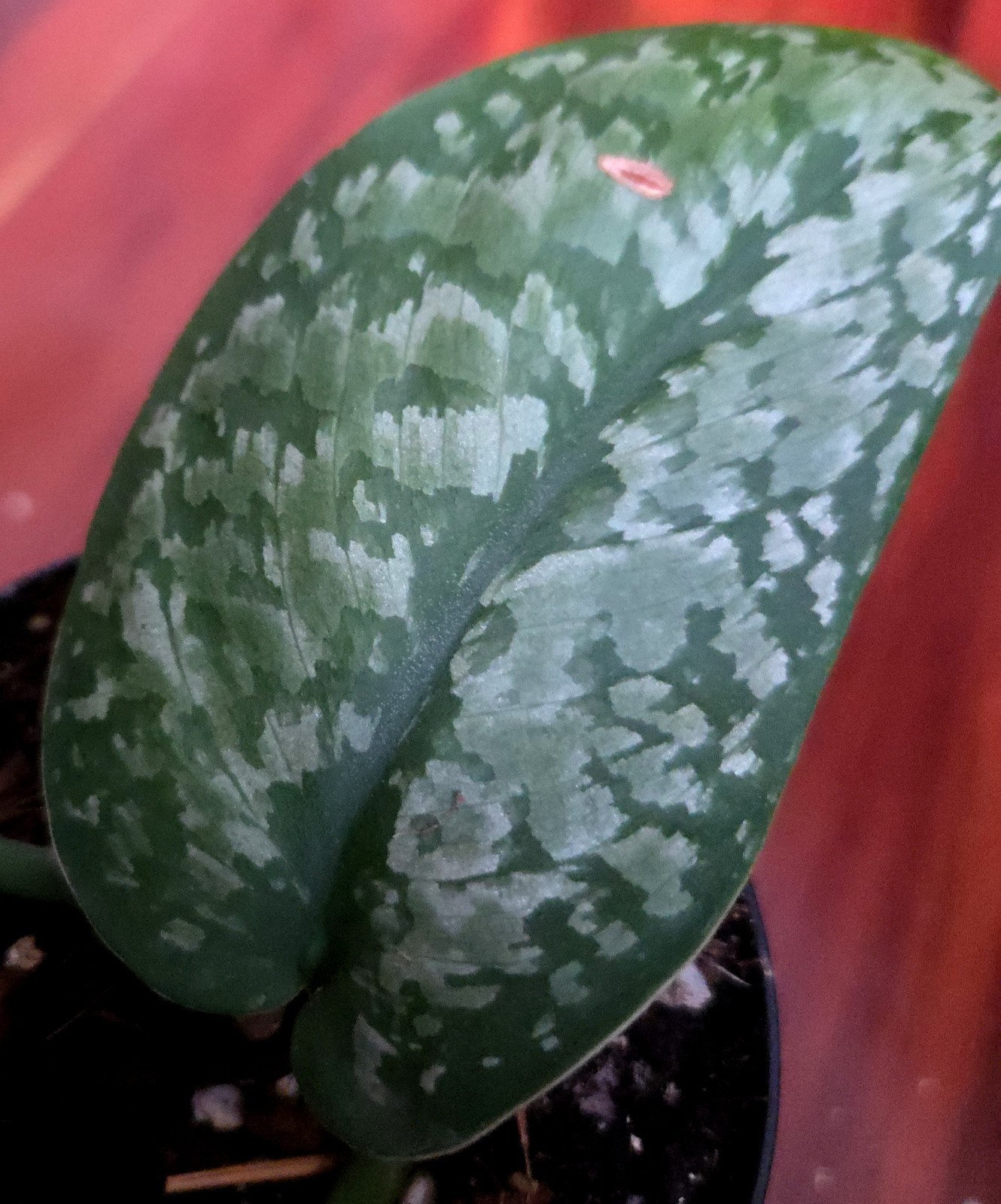 Rare Scindapsus Blue Splash 12″ Tall 2 Plants Aroid not Monstera Philodendron