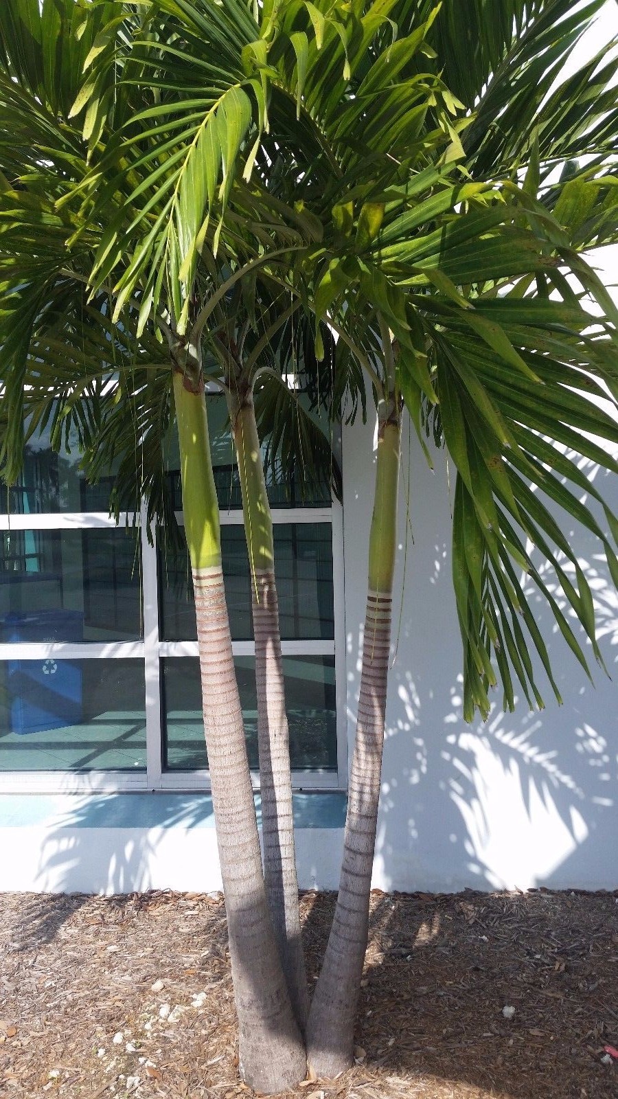 triple adonidia merrelli Palm Tree 24 inch tall 2 years old.
