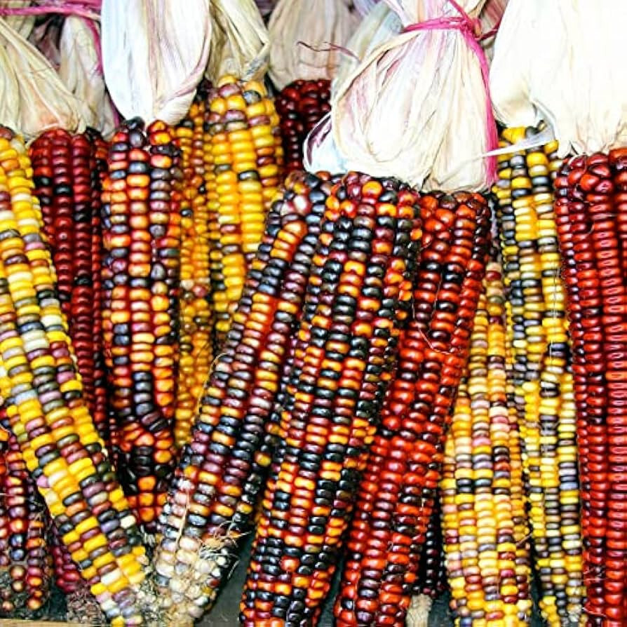 RAINBOW ORNAMENTAL CORN SEEDS – 50 COUNT FRESH FOR GARDENS