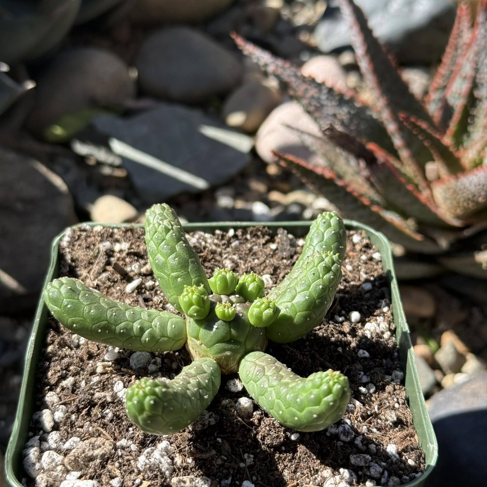 Euphorbia inermis