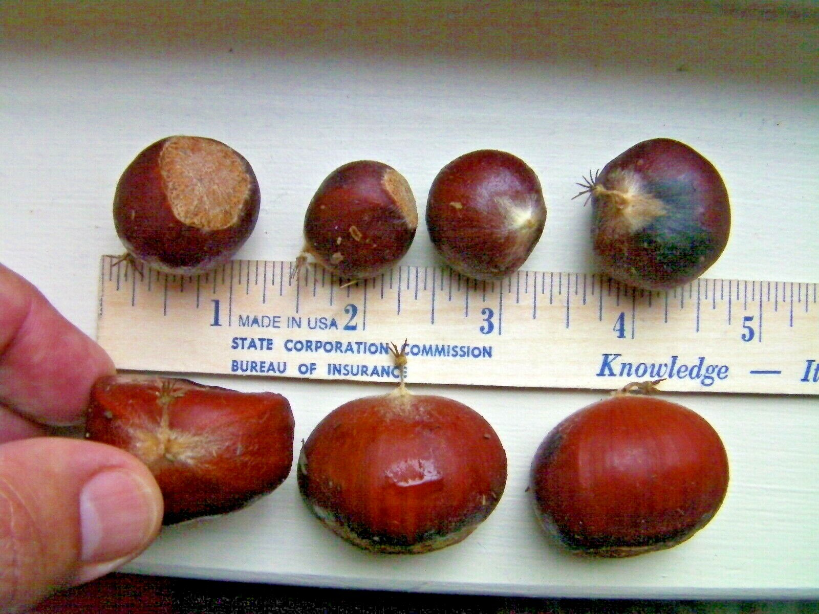 6 thin cuttings of organic Dunstan American-Chinese disease resistant chestnut