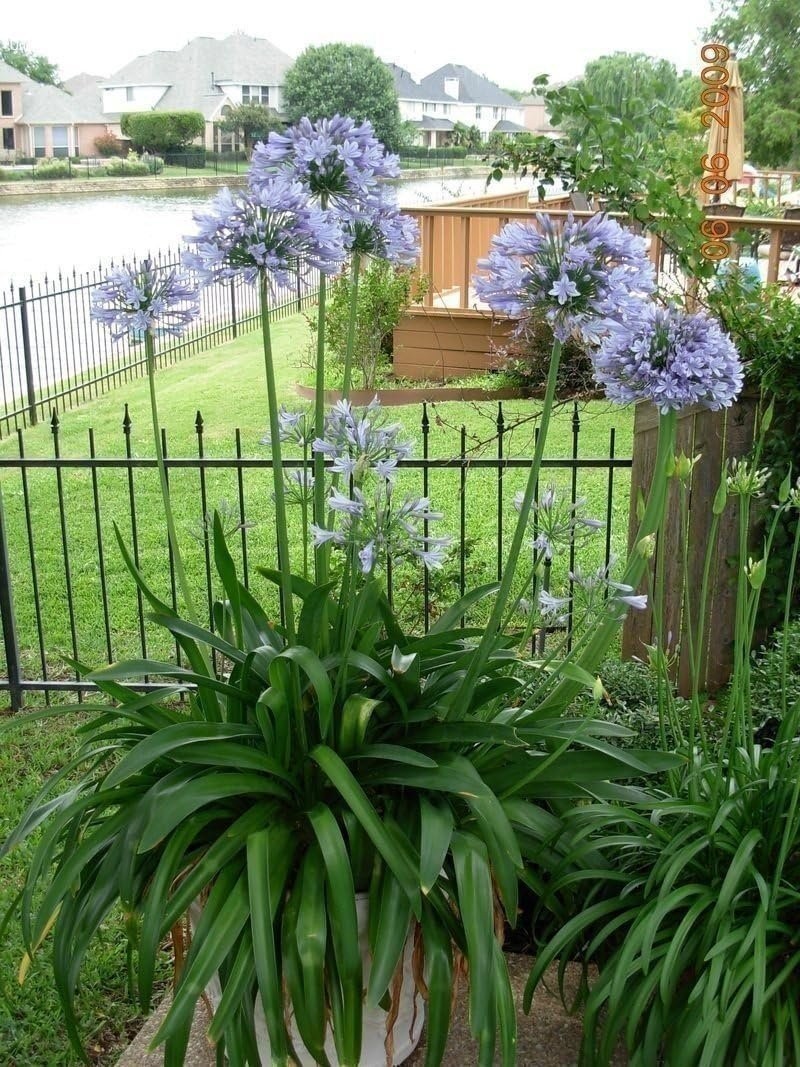 Agapanthus Lily of The Nile – 30 Live Plants – Blooming Ornamental Foliage