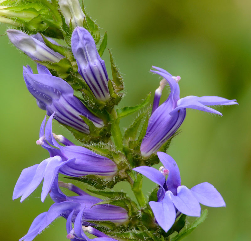 Giant blue lobelia 253 SEEDS, LOBELIA SIPHILITICA hardy, EZ to grow, USA seller