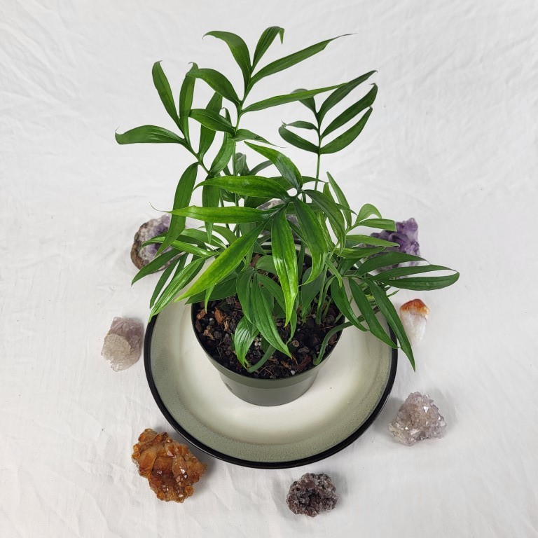 Monstera Subpinnata 6″ pot, Fedex 2day
