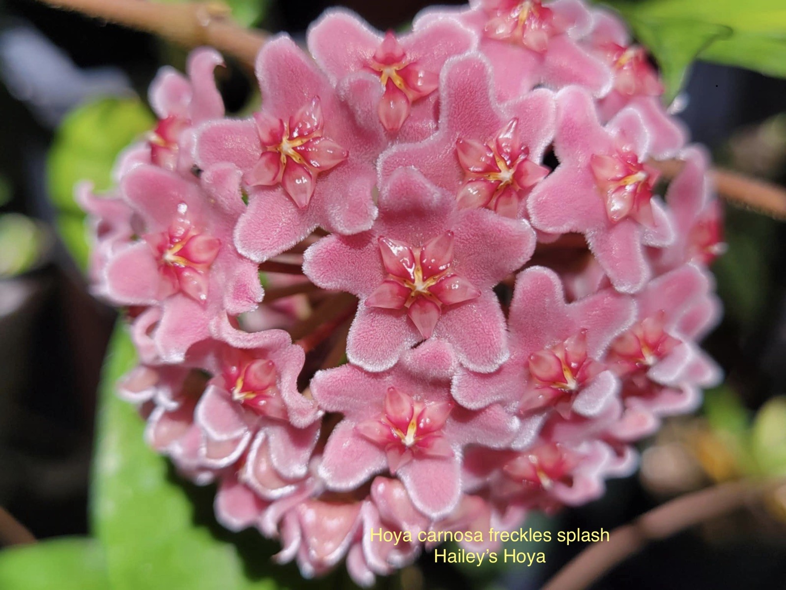 HOYA CARNOSA FRECKLES IN 4.5”POT / EXACT PLANT / WELL ROOTED/SHIP IN NURSERY POT