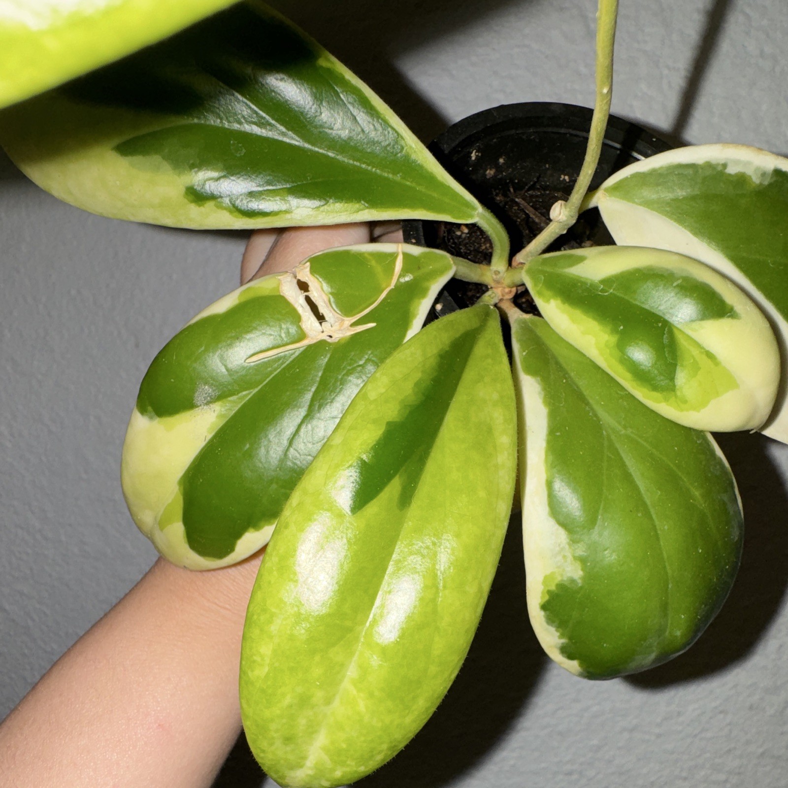 Hoya Incrassata Moon Shadow, high color, healthy mature mother plant