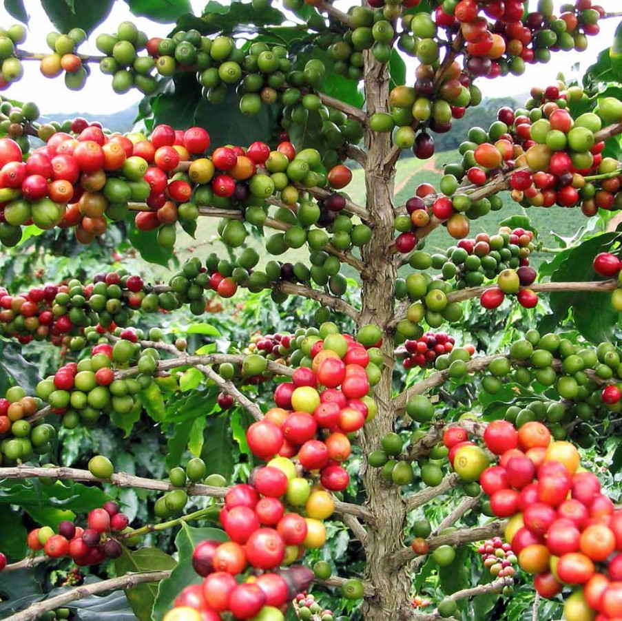 Live Arabica Coffee Bean Plants – 2 Pack in 2″ Pots – Grow Your Own Coffee Plant