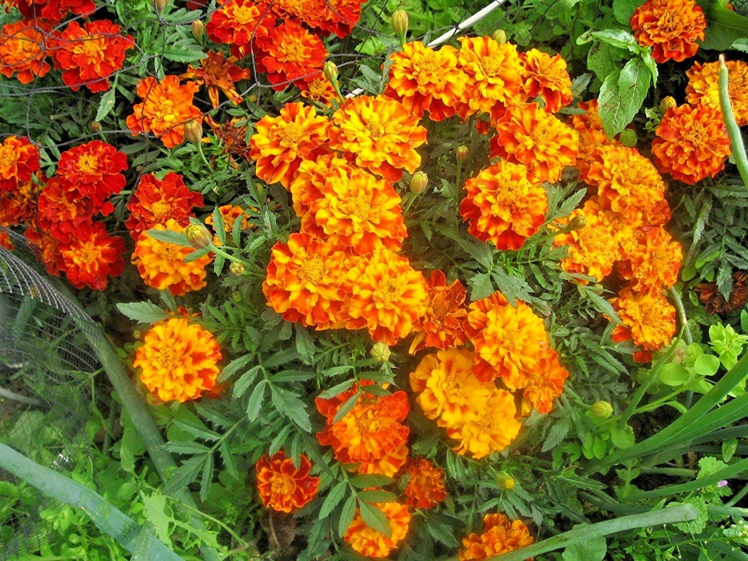 501+Sparky Mix DWARF FRENCH MARIGOLD Flower Seeds Garden Containers Pollinators