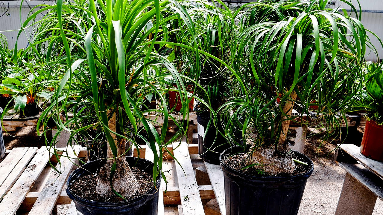 Ponytail Palm Tree Seeds (Beaucarnea recurvata) Elephant Foot Indoor House Plant