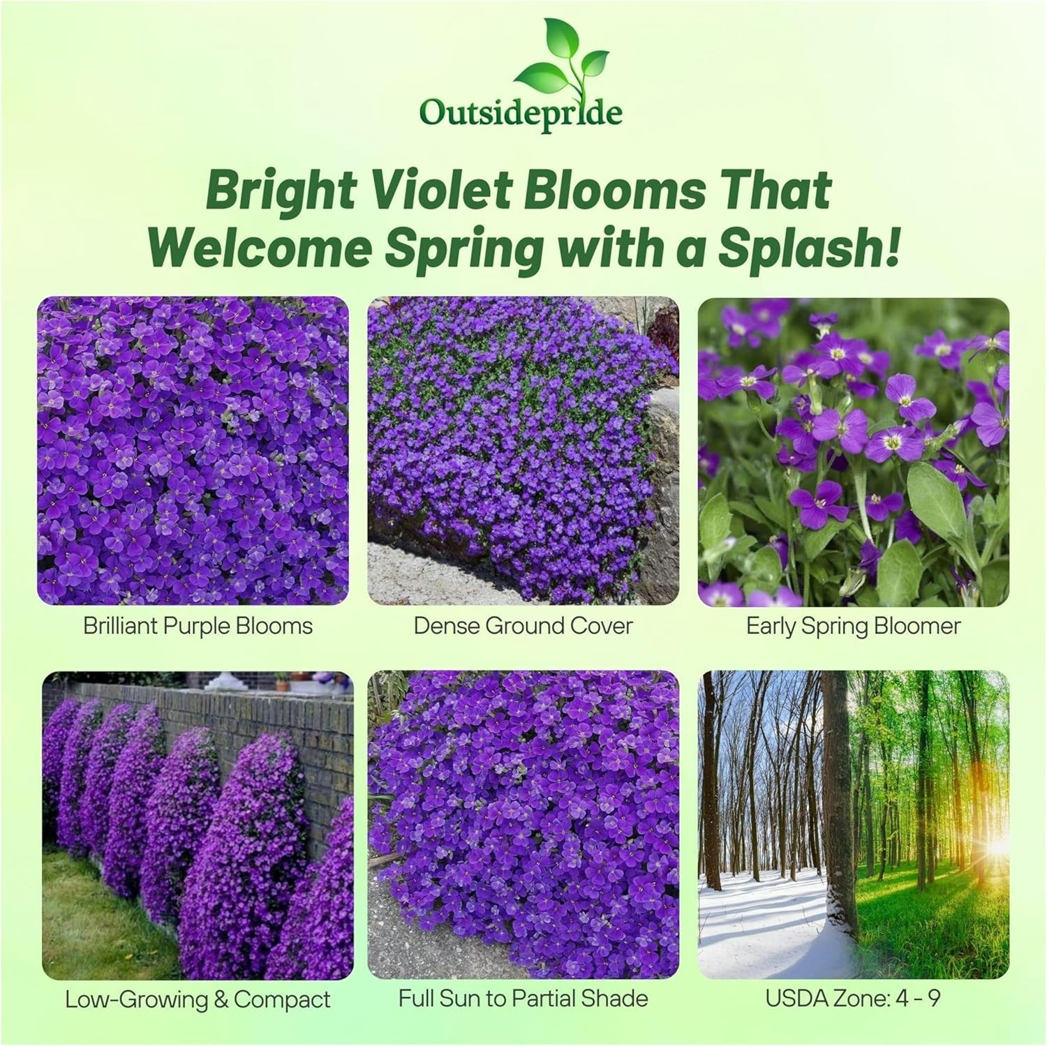 10000 Seeds Aubrieta Seeds – Rock Cress Whitewell Gem Ground Cover Seed