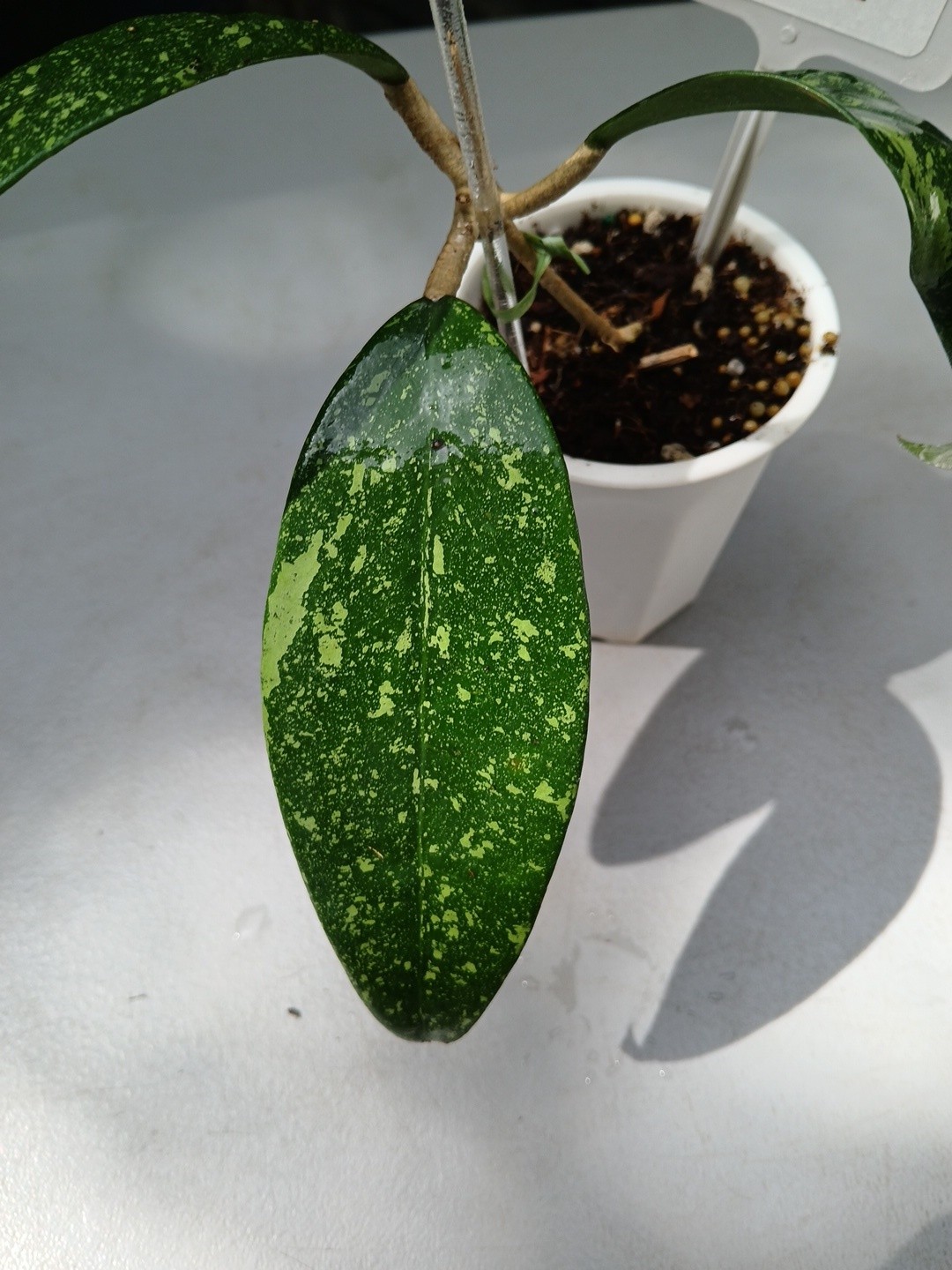 #397- HOYA VIETNAM SPLASH LIVE PLANT, LARGE LEAF,