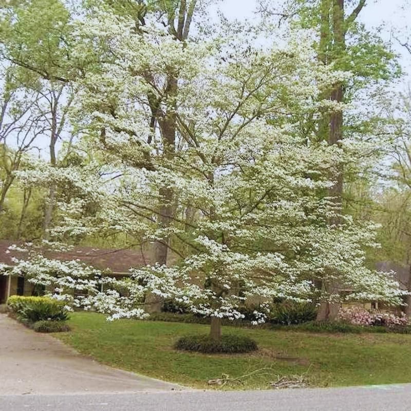 Kousa Dogwood Trees Live Plant 6-12 Inch, White Flowering Shrubs