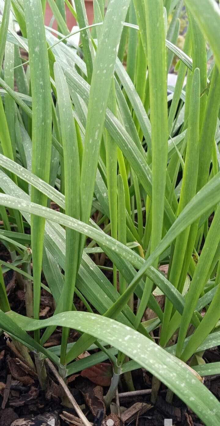 20 Garlic Chives 韭菜根 Live Organic Bare Root Hardy Perennial Herb – Ready to Grow