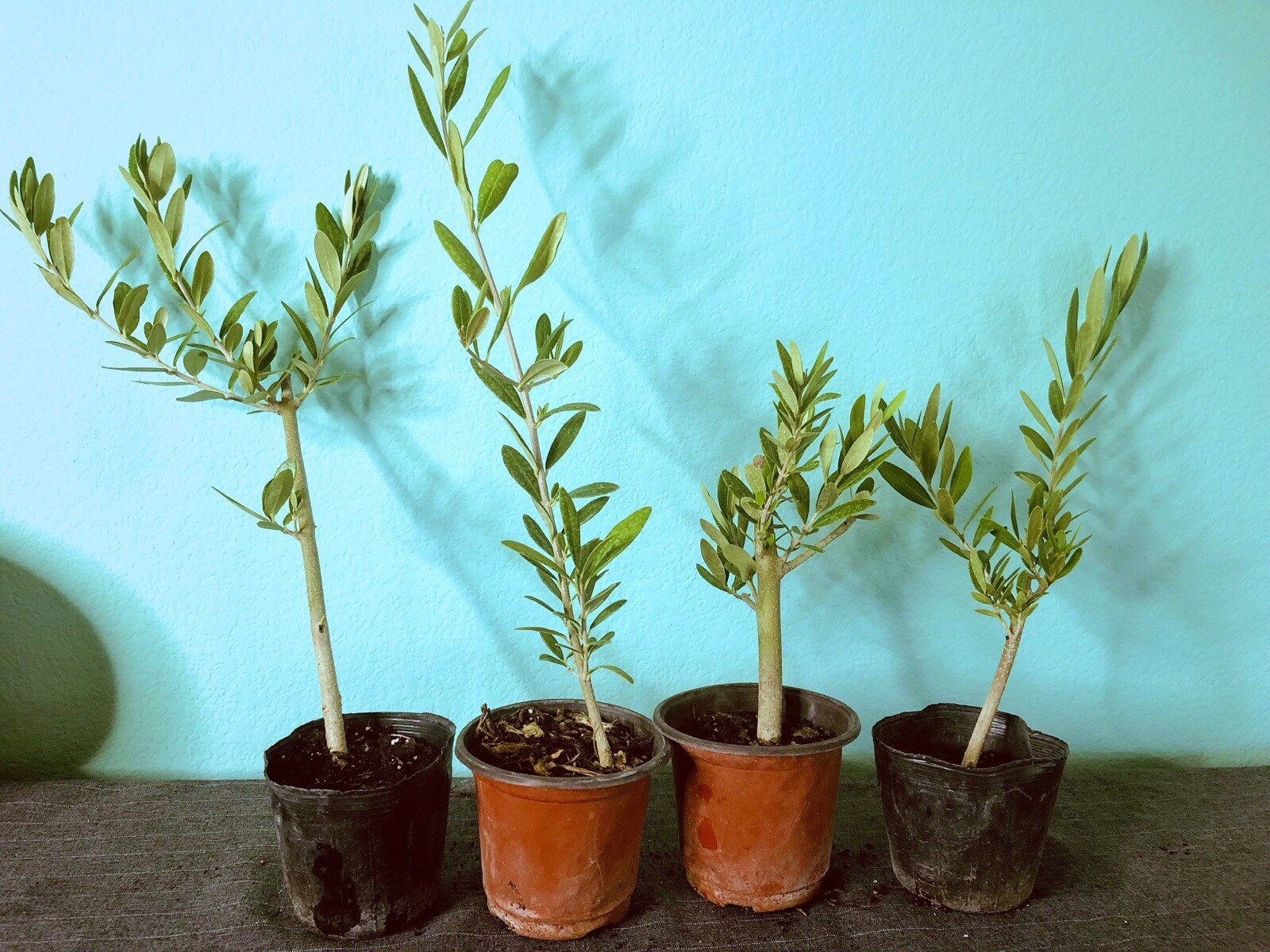 Olive Tree Live Plants Olea Europaea – 8 to 15in fully rooted cuttings