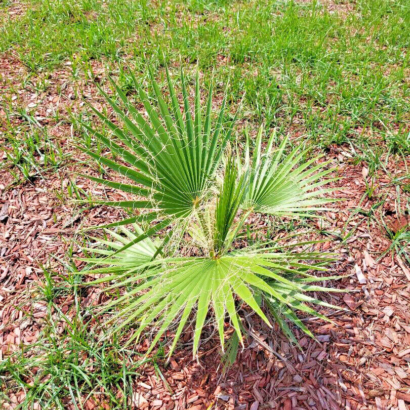 15 Hardy Fast Growing Mexican Fan Palm Tree Seeds ( Washingtonia robusta) .