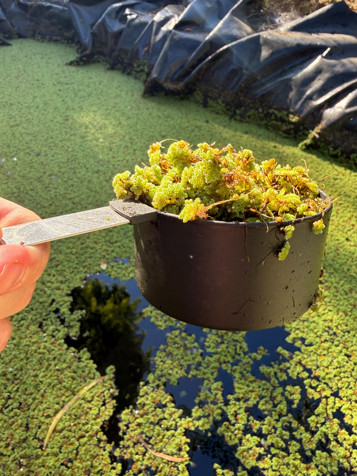 1 cup of Azolla Mosquito Fern Water Velvet Fairy Moss
