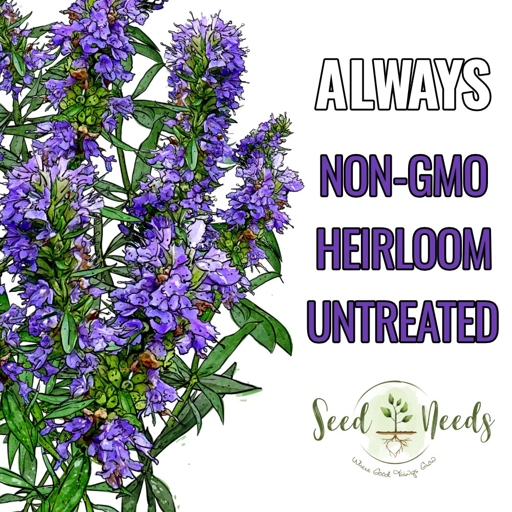 Hyssop Herb Seeds For Planting (Hyssopus officinalis)