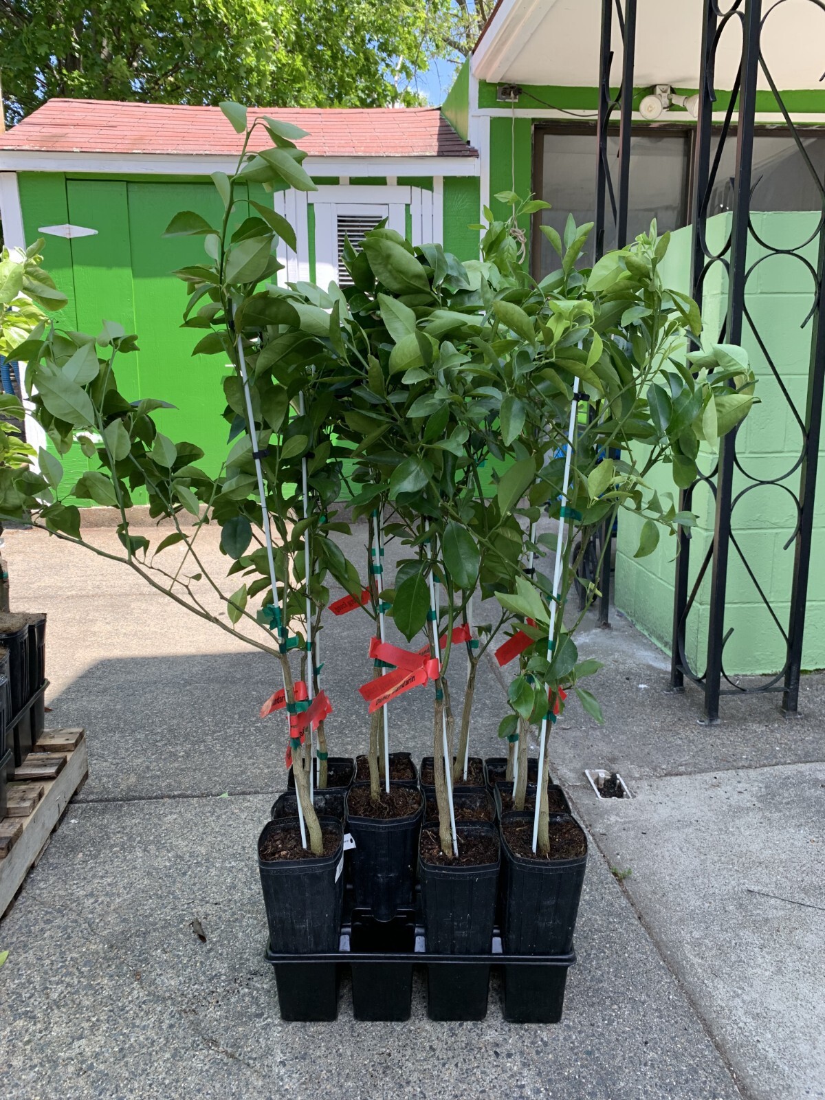 Dancy Semi-Dwarf Tangerine Tree: Grafted