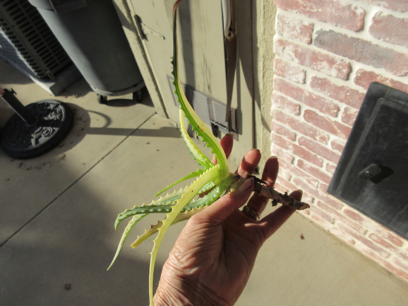 Tree Aloe Arborescens Variegated Yellow small cutting #4