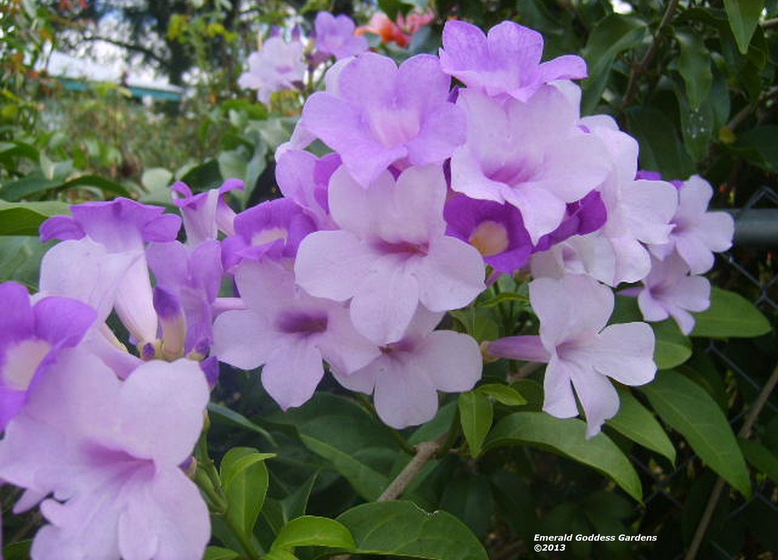 Garlic Vine Live Plant Purple Trumpet Flowers Spring and Fall Starter Size