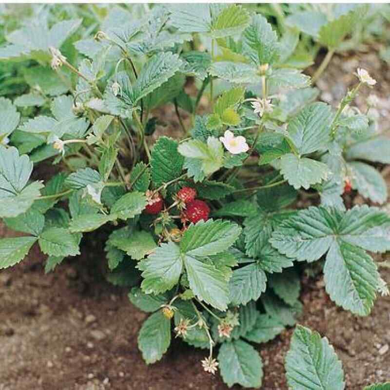 100 ALPINE STRAWBERRY Fragaria Vesca Fruit White Flower Seeds