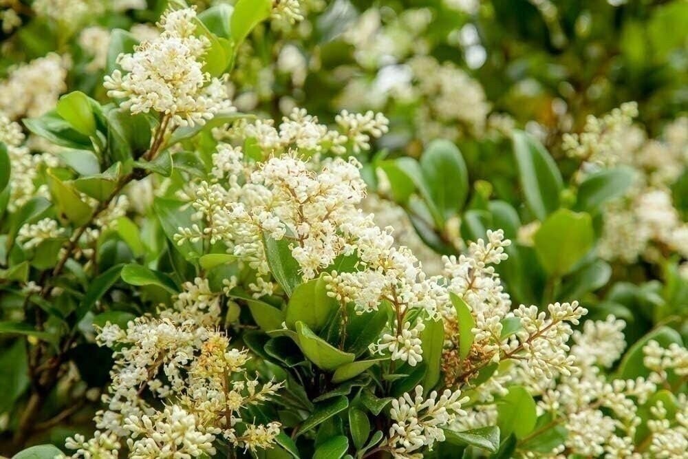 Ligustrum Waxleaf Privet | Quart | Ligustrum japonicum | Low Maintenance | Hardy