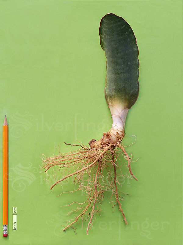 SANSEVIERIA Sp Nov km 42 No 21837 — Mafinga Tanzania — BLUE FORM • SUPER RARE